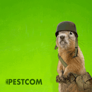 Gopher as soldier