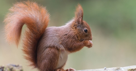 Eurasian red squirrel