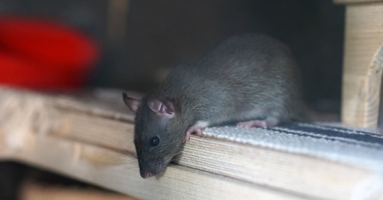 Rat coming out of its hiding spot