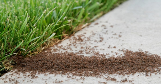 Ants in the yard