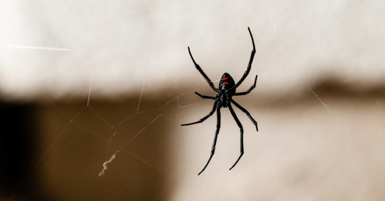 Black Widow Spider on a Web