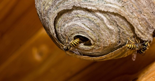 Wasp's nest