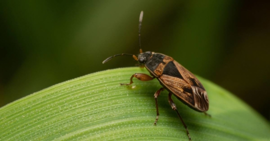 Closeup shot of the elm seed bug on a green leaf, Arocatus melanocephalus