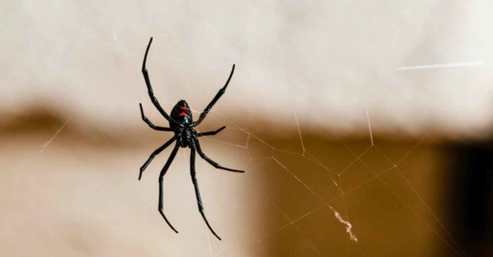 Black Widow Spider