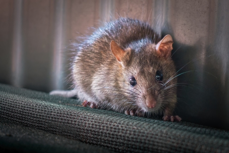 A common rat. | Pestcom Pest Management