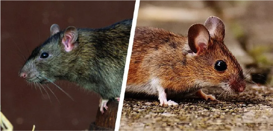 Rat vs Mouse
