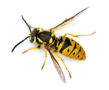 yellow jacket