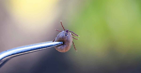 tick held by tweezers