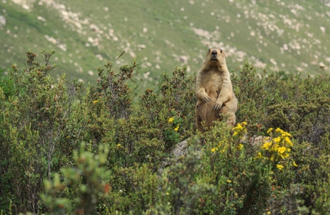An Alpine marmot stands upright
