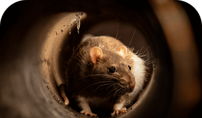 Rodent Control