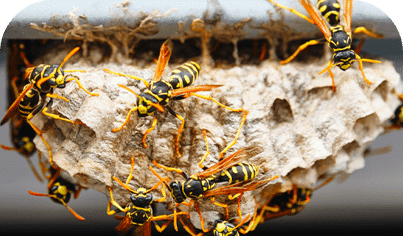 Hornet & Wasp Control