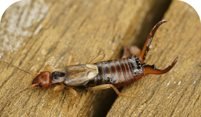 Earwig Control