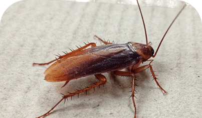 Cockroach Control