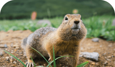 Gopher, Vole & Mole Services