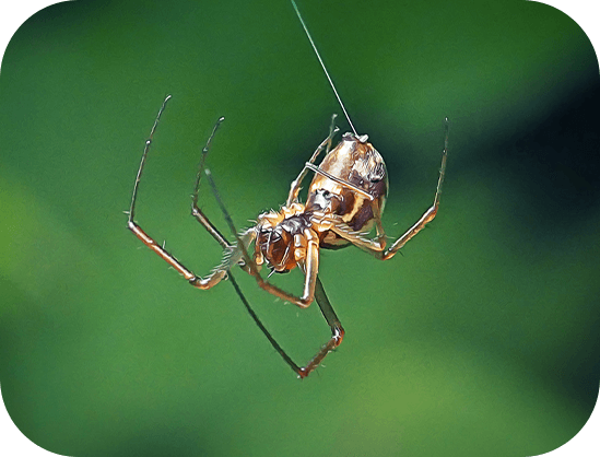 Spider Control