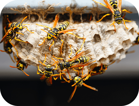 Hornet & Wasp Control