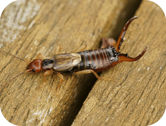 Earwig Control