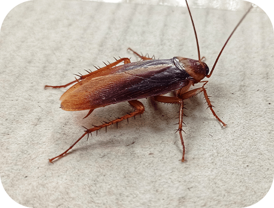 Cockroach Control