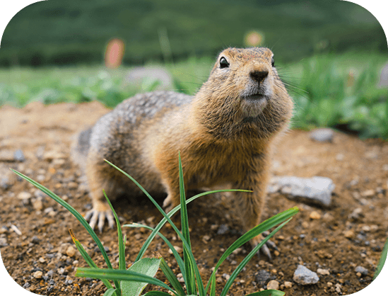 Gopher, Vole & Mole Services