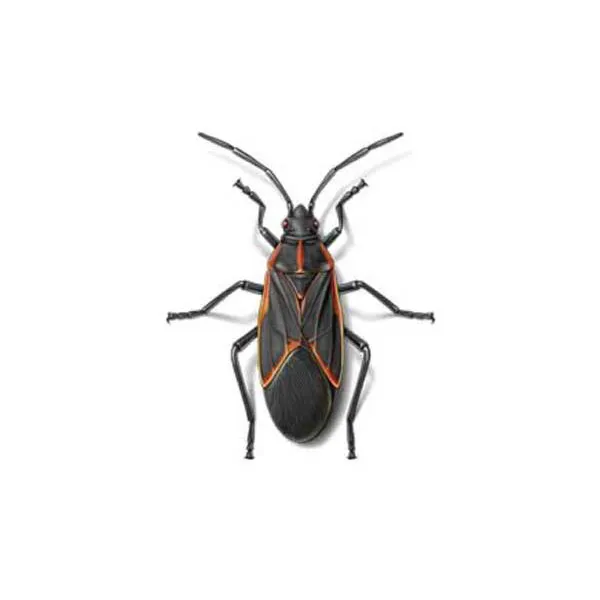 bed bugs