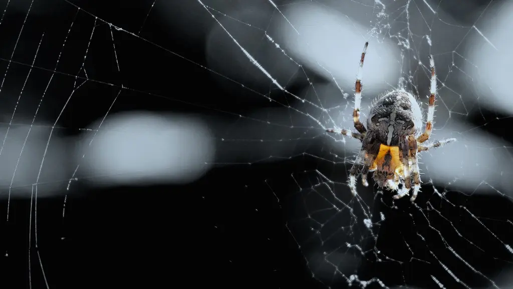 A spider rests in its web