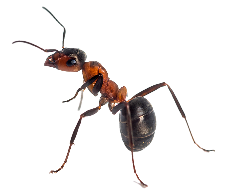 Ant Control in<br />Boise, Idaho