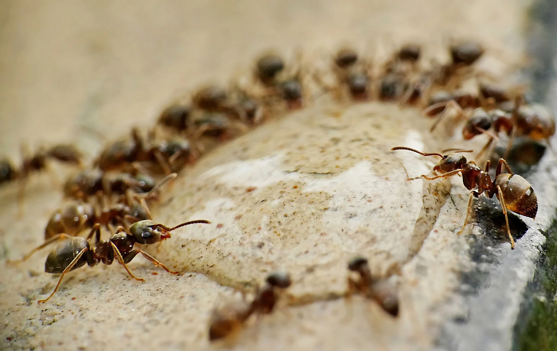 How to Use Vinegar as Ant Killers? - Pest Control Boise Idaho