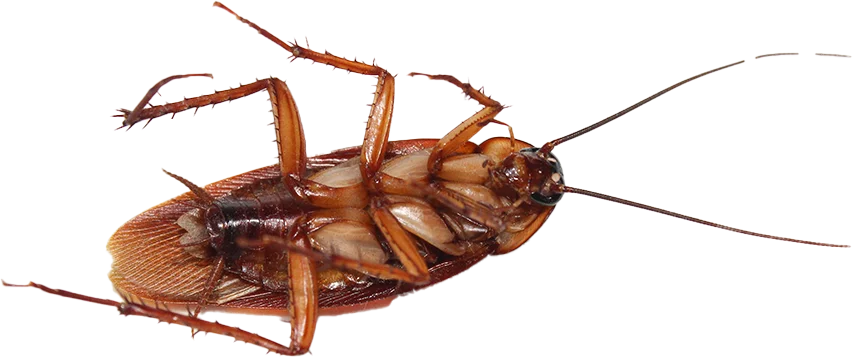 Cockroach Exterminator in<br /> Boise, Idaho