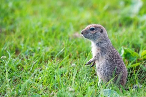 Gopher, Mole, and Vole Control in Boise, Idaho