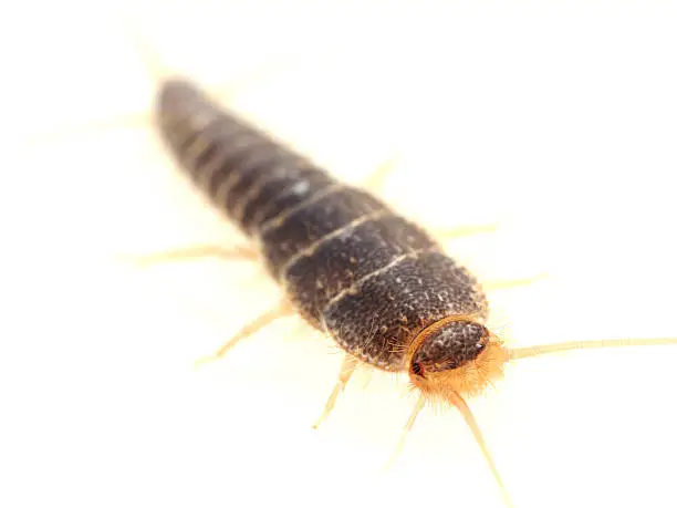 What Causes Silverfish Infestations in Boise - Pest Control Boise Idaho