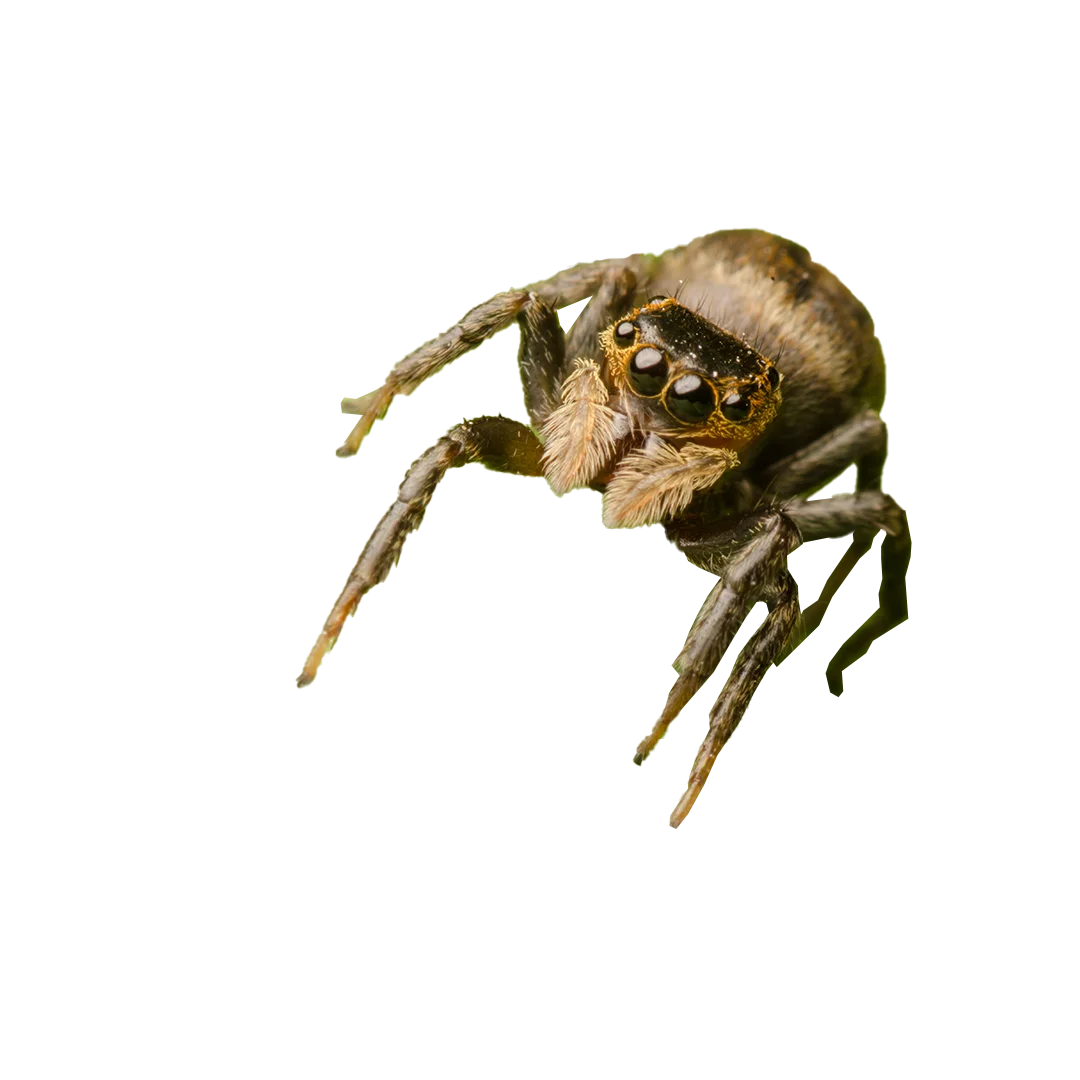 Spider Exterminator Boise, Idaho